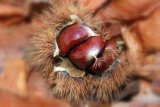 Chestnuts by Emma Phillips
