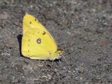 Clouded Sulphur at salt lick by Jane Lee Highly Commended Section A