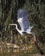 Cocoi Heron at Lift-off by Frank Schweitzer