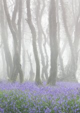 Common Bluebells in Misty Woodland by Tony Gill