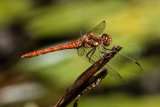 Common Darter by Helen Gibson
