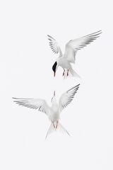 Common Terns by Susan Buckland