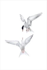 Common Terns by Susan Buckland Second