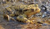 Common Toad by Jane Lee