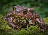 Common Toad by Frances Underwood (LRPS Panel)