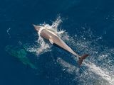 Common dolphin (Delphinus delphis) by Iain Cameron