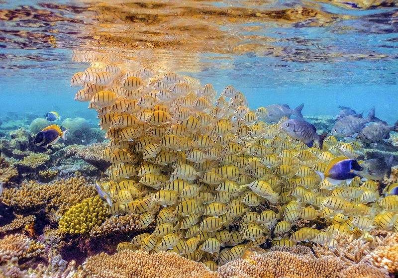 Convicts on the Move, Maldives by Penny Piddock