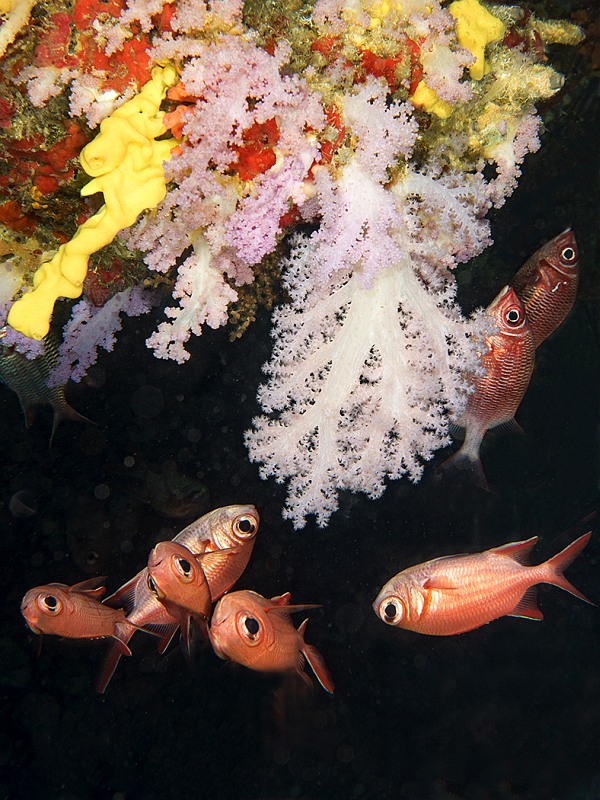Coral and Fish on Cave Roof by Spike Piddock