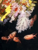 Coral and Fish on Cave Roof by Spike Piddock