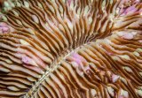 Coral detail by Spike Piddock