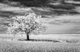 Cotton Landscape by Tony Gill