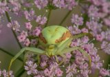 Crab Spider Fam. Thomisidae by Frank Schweitzer