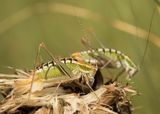 Cricket coupling by Annette Beardsley Third Section B