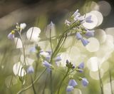 Cuckoo Flower, Burgundy by Annette Beardsley