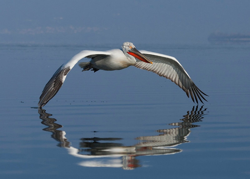 Dalmatian Pelican coming in to land by Mary Cantrille, Section A Winner Comp 6 Focus on Nature Digital 2015-16