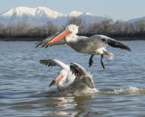 Dalmatian Pelicans by Annette Beardsley