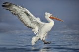 Dalmatian pelican landing by David Cantrille