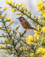 Dartford Warbler, Arne by Jeremy Lee-Potter