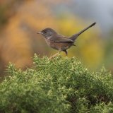 Dartford Warbler in Autumn by Susan Buckland