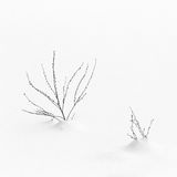 Delicate by Jane Lee Highly Commended Section A
