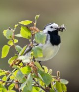 White Wagtail with insects by Di Tilsley