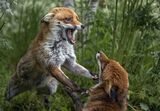 Dominance by Carole Zimmerman Commended Advanced Section