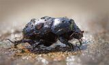 Dor Beetle, Geotrupes Stercorarius by Glynn Grylls Commended Section A