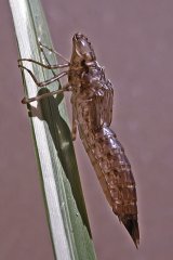 Dragonfly Exuvia by David McKinna