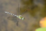 Dragonfly by Helen Gibson