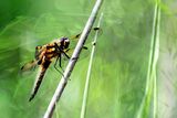 Dragonfly by Lisa Rendall Third Section B