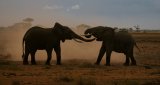 Early Evening Scuffle by Steve Broadhurst, Section B Winner Comp 7 Focus on Nature Digital 2014-15