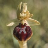 Early Spider Orchid by David Knott Commended Section B