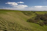 Eggardon Downs by Jane Lee