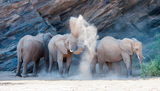 Elephants in the Dust by Janine Scola First Section B