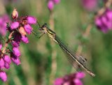 Emerald Damselfly on Heather by Malcolm Kitto