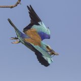 European Roller in Flight with Lizard by Susan Buckland
