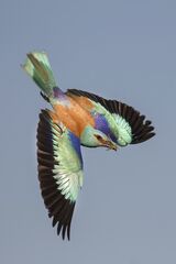 European Roller with Cricket by Susan Buckland Highly Commended Section A