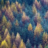 Exmoor Trees by Jane Lee