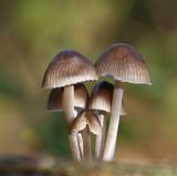Fairies Bonnets by Frank Schweitzer