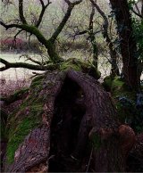 Fallen Splendor by Michael Martin