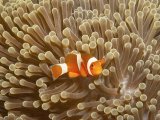 False Clown Anemonefish by Spike Piddock