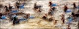 Feeding Frenzy by John Tilsley
