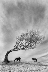 Feeling Gravity's Pull by Tony Gill