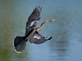 Female Anhinga by Mary Cantrille
