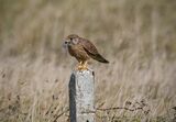 Female Kestrel with vole by Garry Prescott Highly Commended Advanced Section