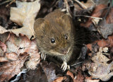 Field Mouse by Frances Underwood (LRPS Panel)