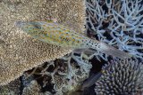 Filefish Over Corals by Penny Piddock