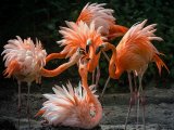 Flamingos by Ivor Toms