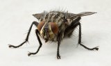 Flesh Fly by Ivor Toms