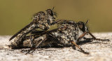 Flies by Rob Bridge (LRPS Panel)